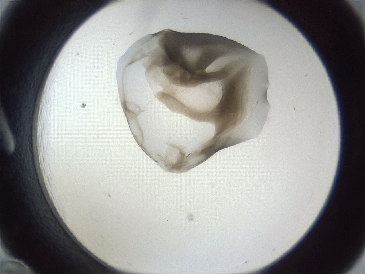 folderID162_plateID1162_batchID3203_wellNum12_profileID1_d1_r62069_ef.jpg