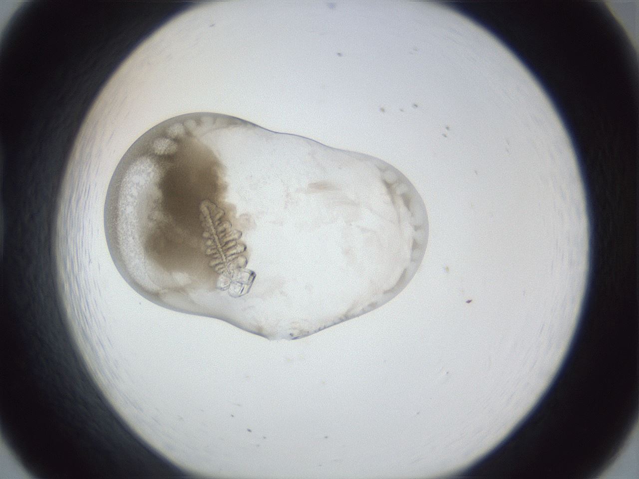 folderID162_plateID1162_batchID3203_wellNum20_profileID1_d1_r62085_ef.jpg