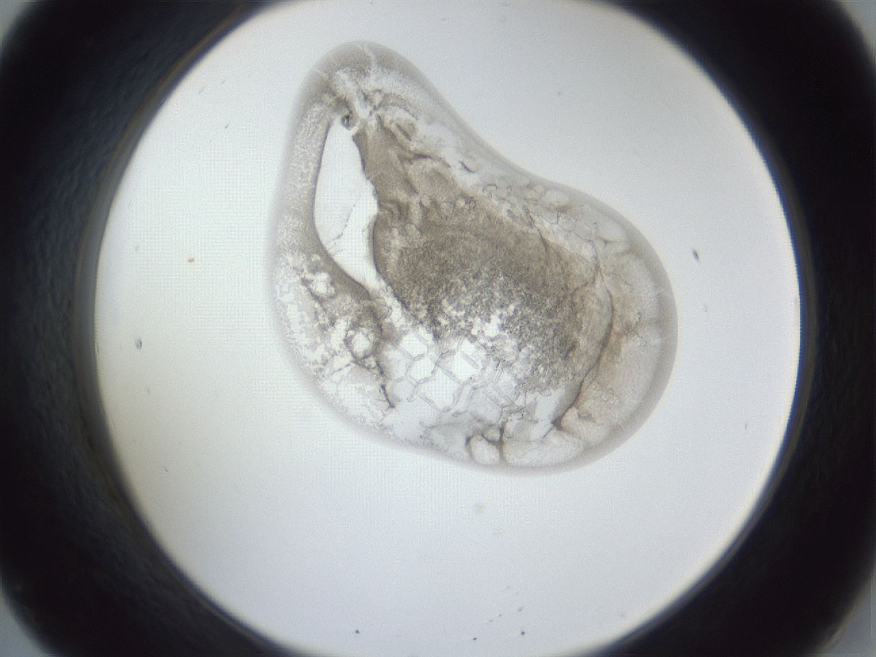 folderID162_plateID1162_batchID3203_wellNum20_profileID1_d2_r62086_ef.jpg