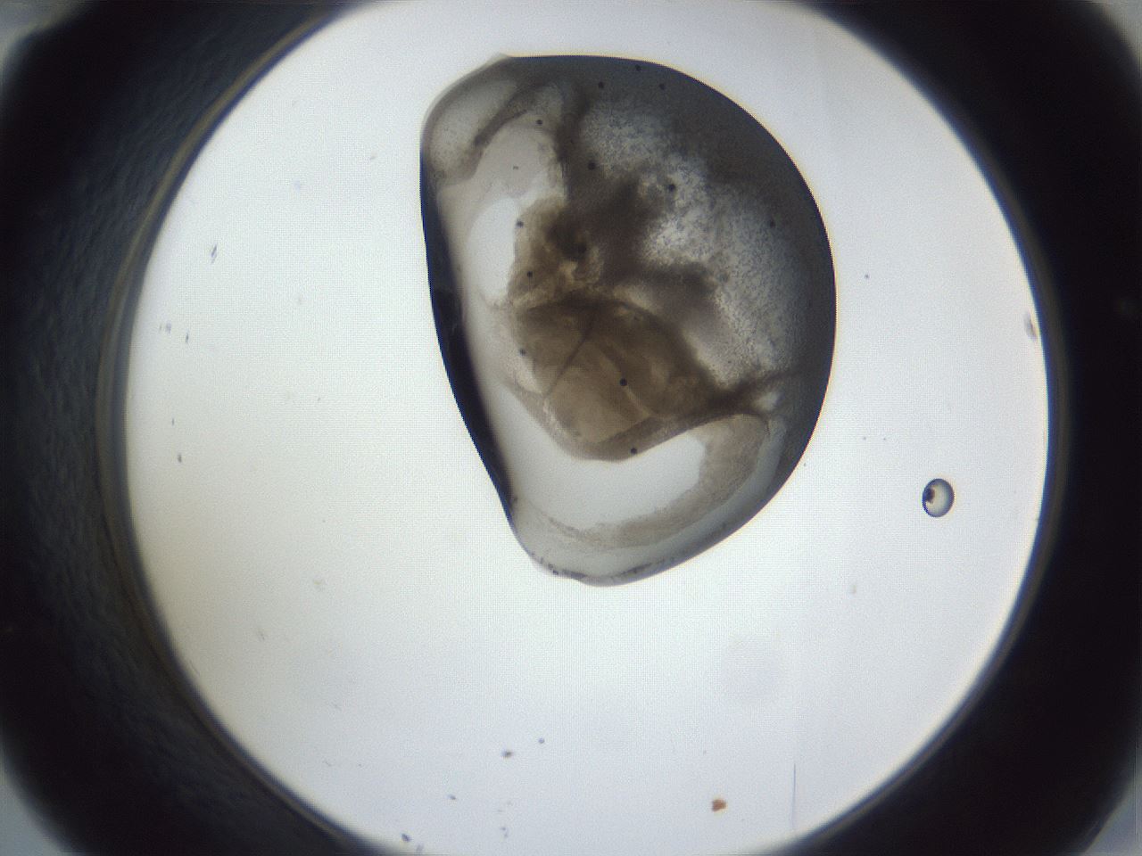folderID162_plateID1162_batchID3203_wellNum46_profileID1_d2_r62138_ef.jpg