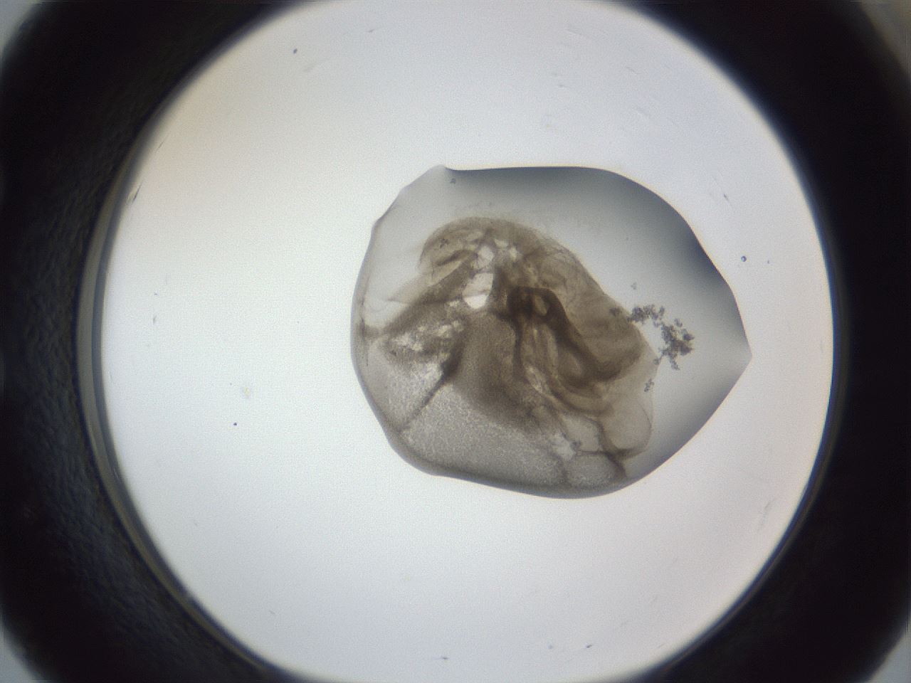 folderID162_plateID1162_batchID3203_wellNum51_profileID1_d1_r62147_ef.jpg