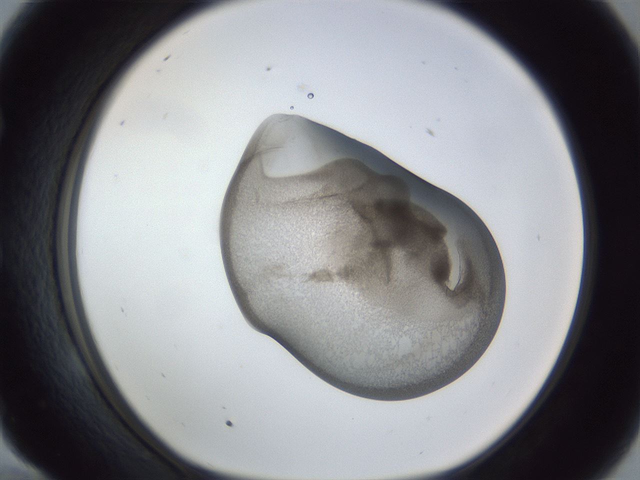 folderID162_plateID1162_batchID3203_wellNum58_profileID1_d1_r62161_ef.jpg