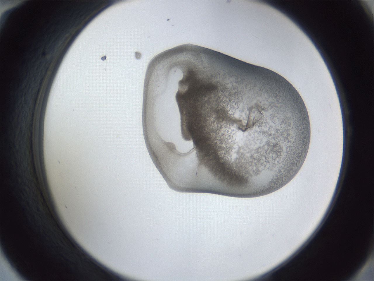 folderID162_plateID1162_batchID3203_wellNum58_profileID1_d2_r62162_ef.jpg
