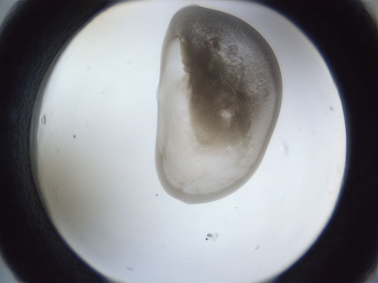 folderID162_plateID1162_batchID3203_wellNum63_profileID1_d2_r62172_ef.jpg