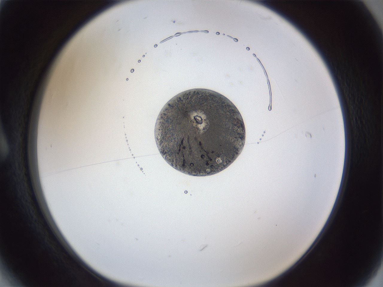 folderID162_plateID1162_batchID3203_wellNum6_profileID1_d1_r62057_ef.jpg