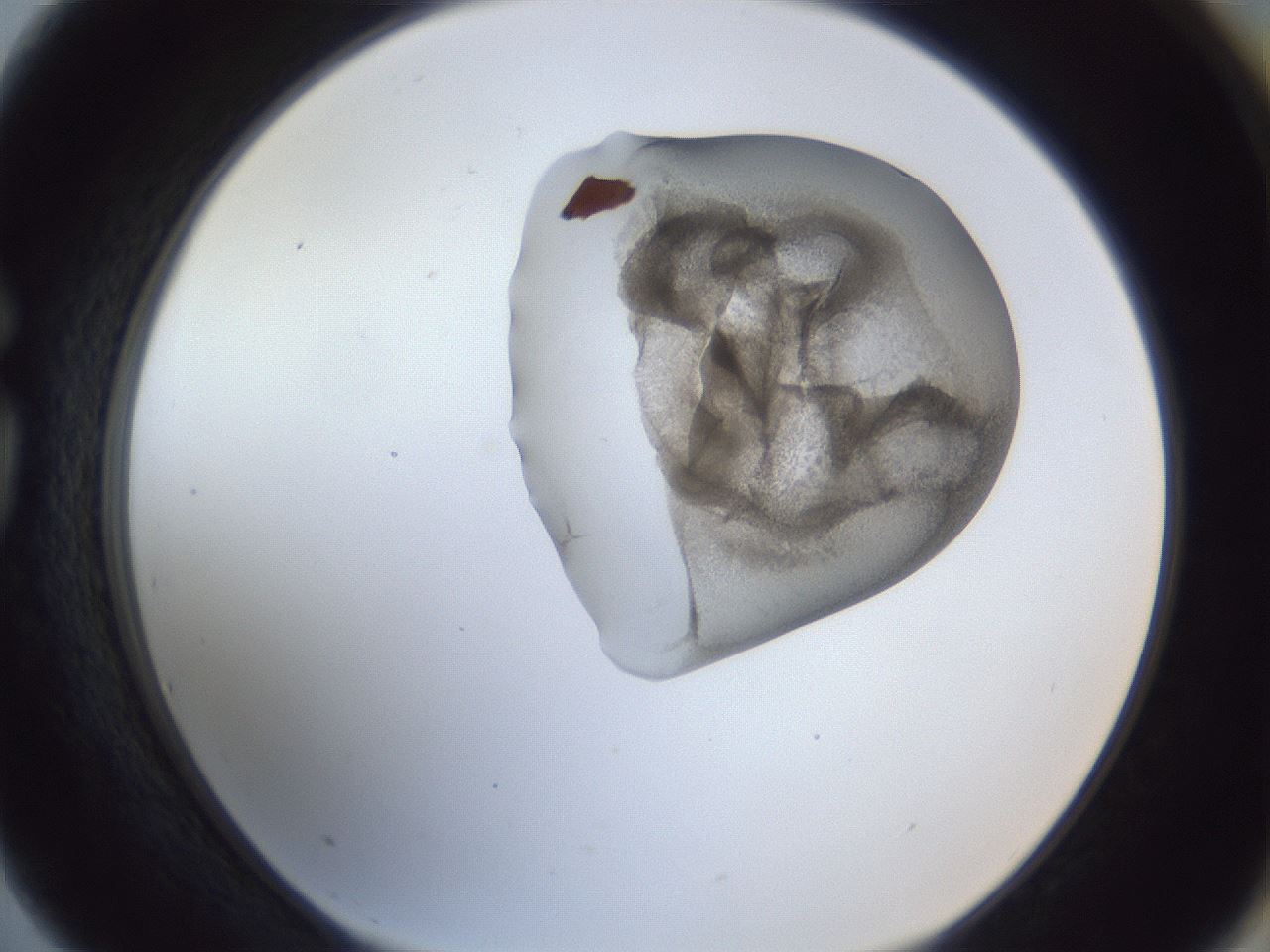 folderID162_plateID1162_batchID3203_wellNum75_profileID1_d1_r62195_ef.jpg