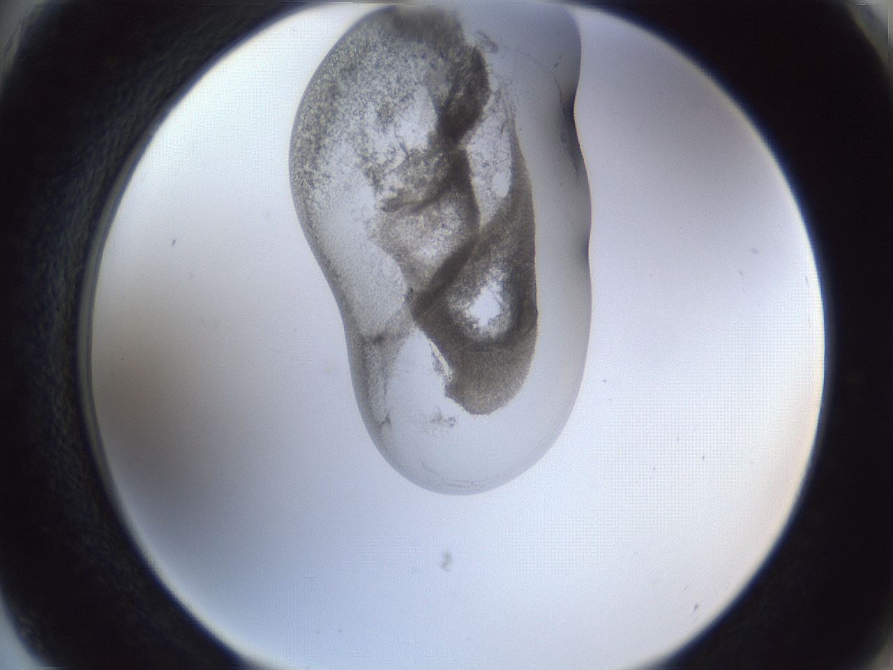 folderID162_plateID1162_batchID3203_wellNum75_profileID1_d2_r62196_ef.jpg