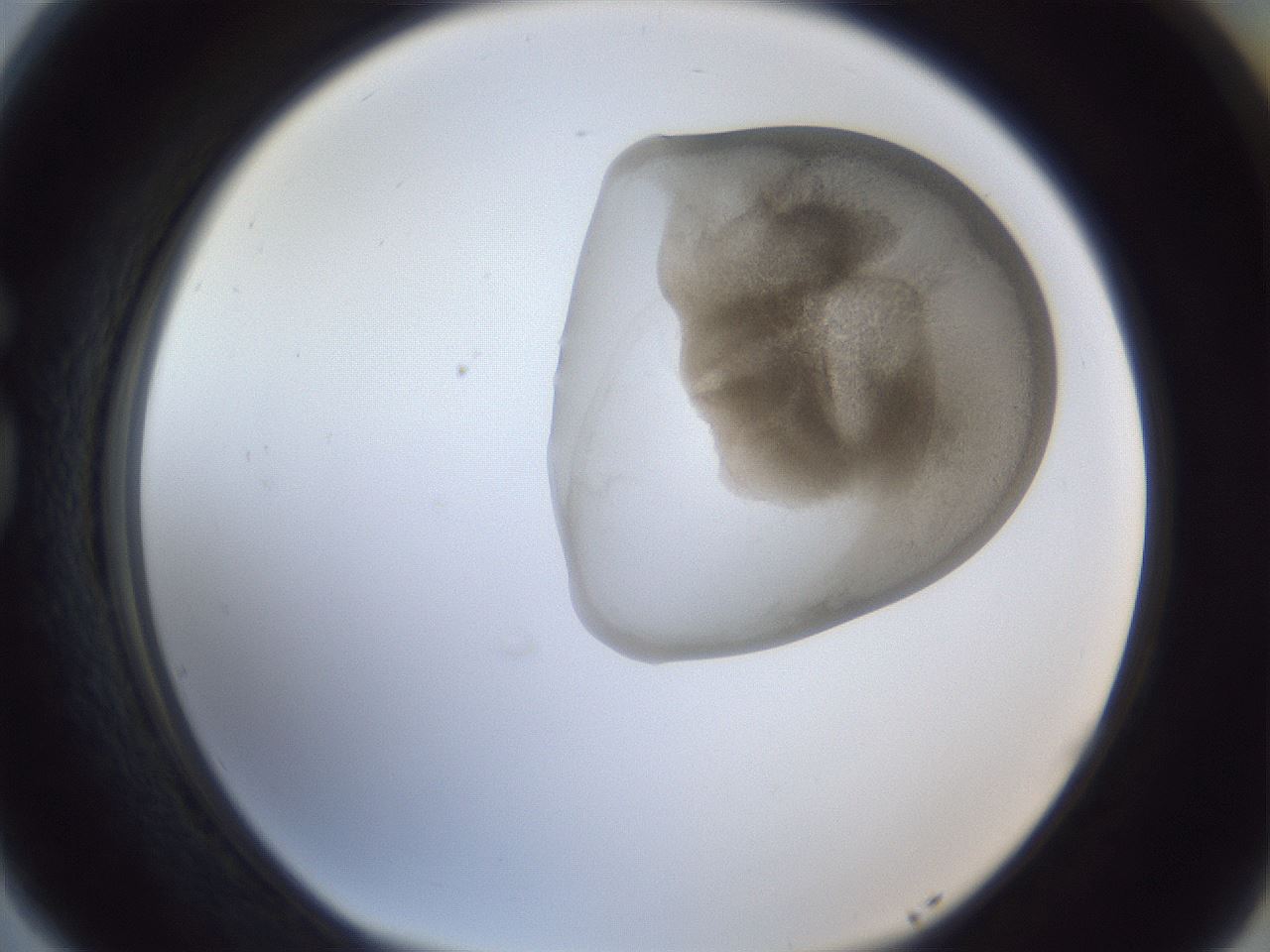 folderID162_plateID1162_batchID3203_wellNum77_profileID1_d1_r62199_ef.jpg