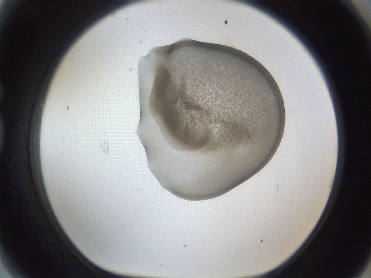 folderID162_plateID1162_batchID3203_wellNum81_profileID1_d1_r62207_ef.jpg