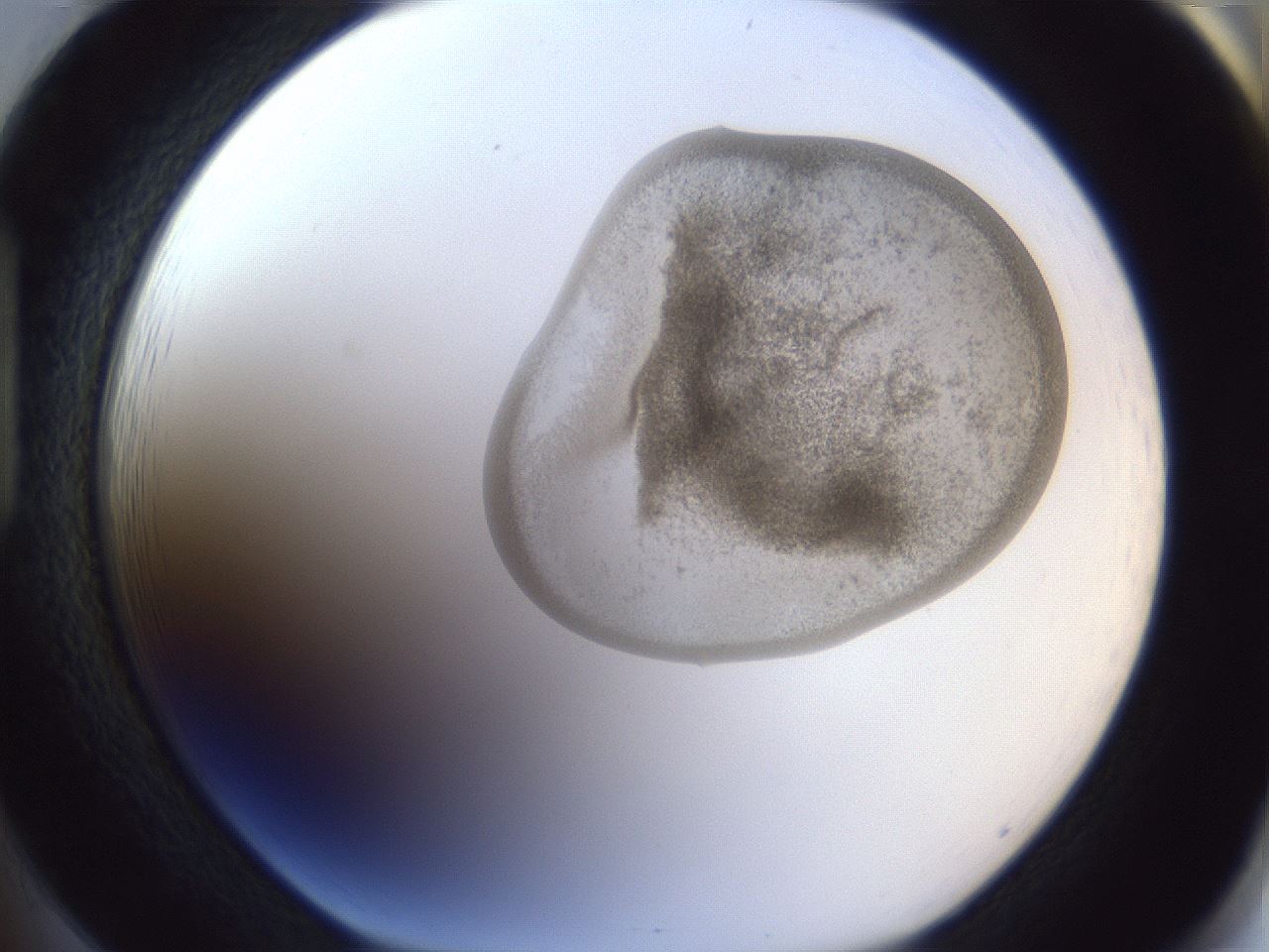 folderID162_plateID1162_batchID3203_wellNum85_profileID1_d1_r62215_ef.jpg