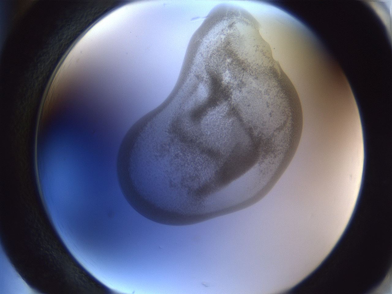 folderID162_plateID1162_batchID3203_wellNum85_profileID1_d2_r62216_ef.jpg