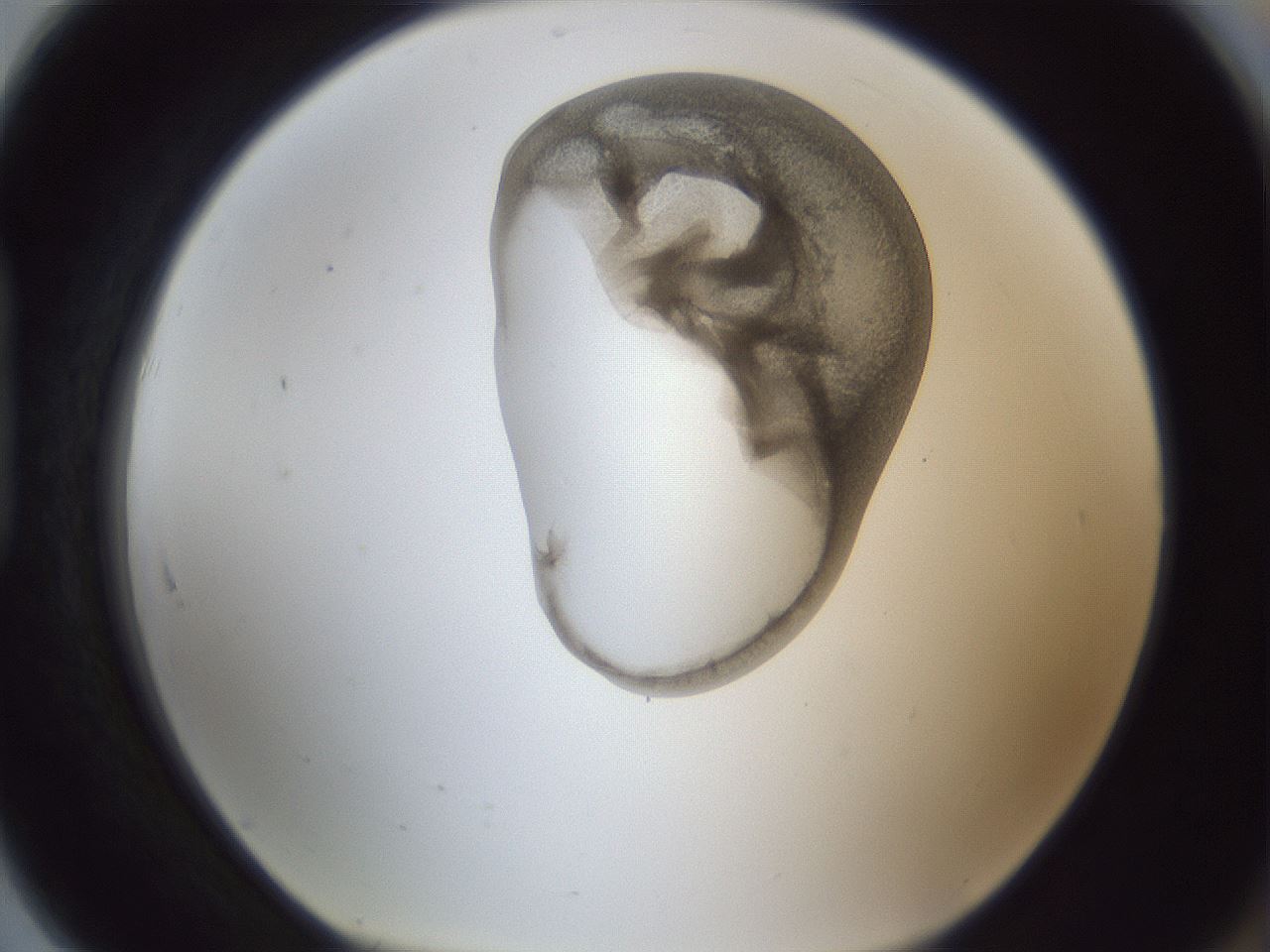 folderID162_plateID1162_batchID3203_wellNum91_profileID1_d1_r62227_ef.jpg
