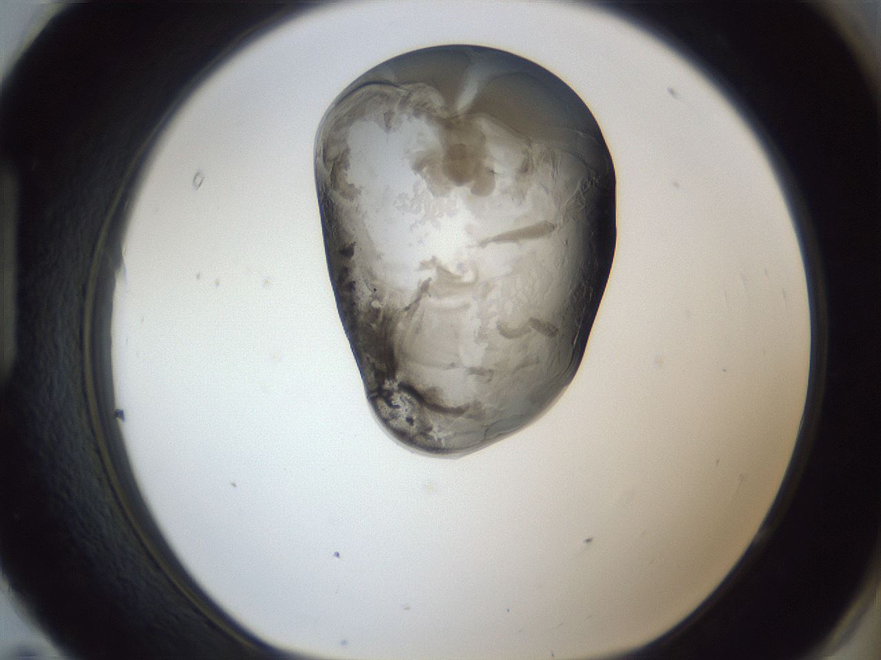 folderID162_plateID1162_batchID3203_wellNum95_profileID1_d1_r62235_ef.jpg