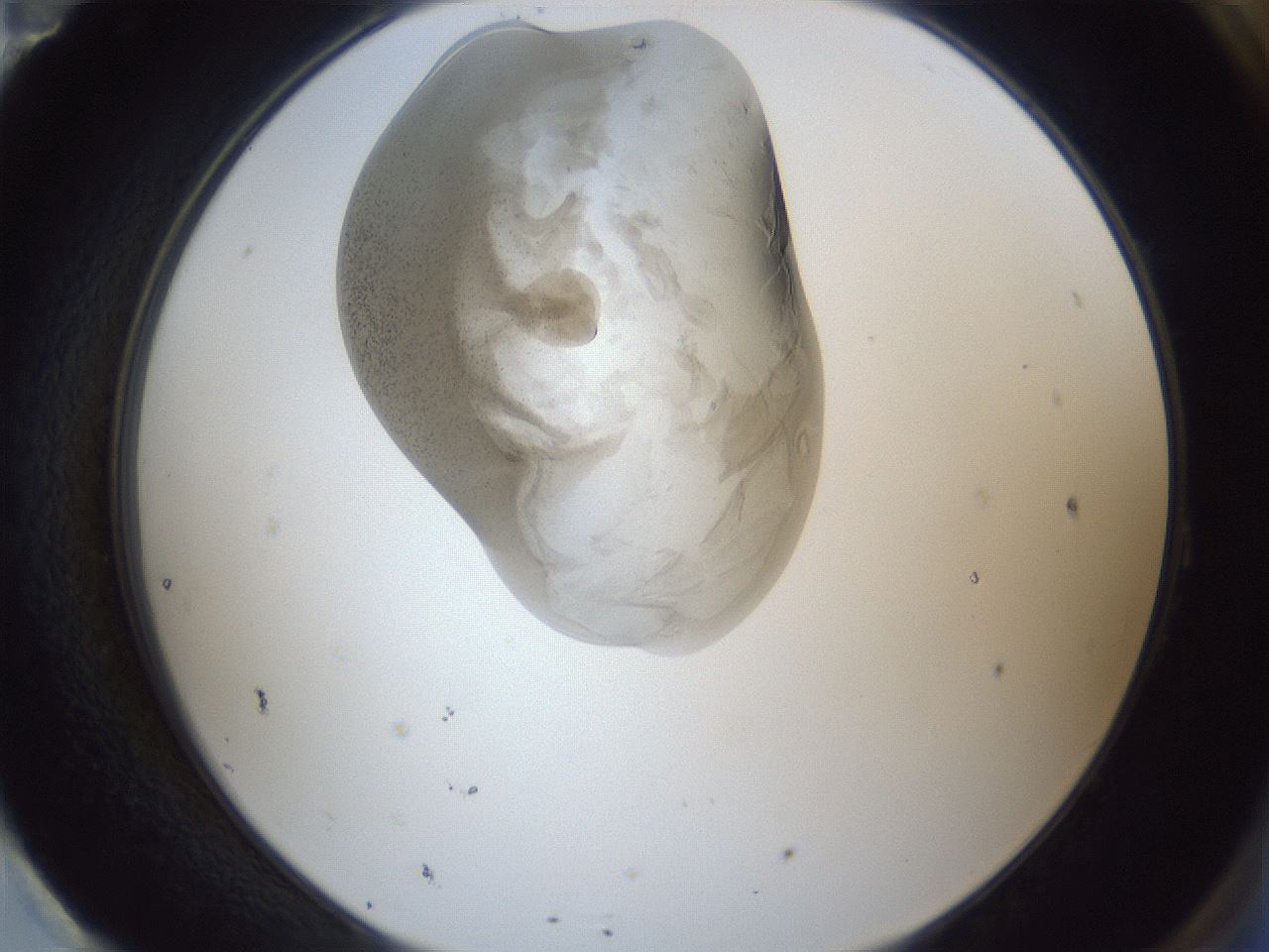 folderID162_plateID1162_batchID3203_wellNum95_profileID1_d2_r62236_ef.jpg