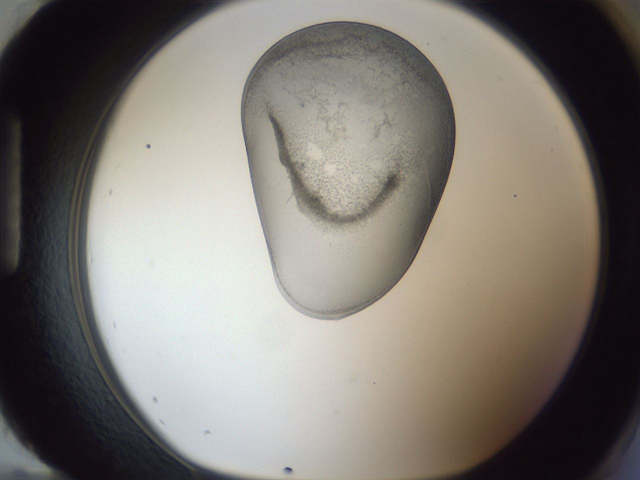 folderID162_plateID1162_batchID3203_wellNum96_profileID1_d1_r62237_ef.jpg