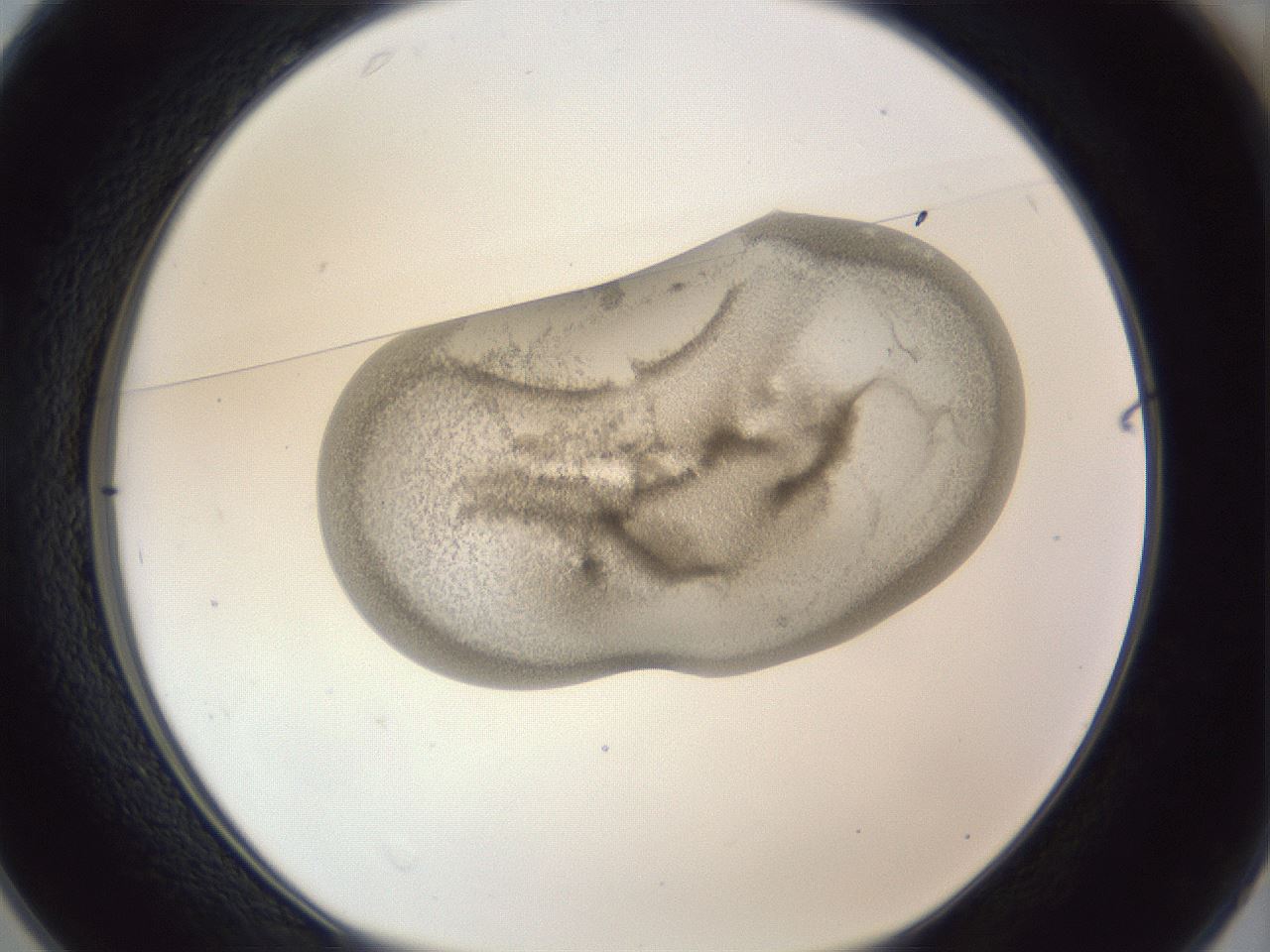 folderID163_plateID1163_batchID3206_wellNum25_profileID1_d1_r62671_ef.jpg