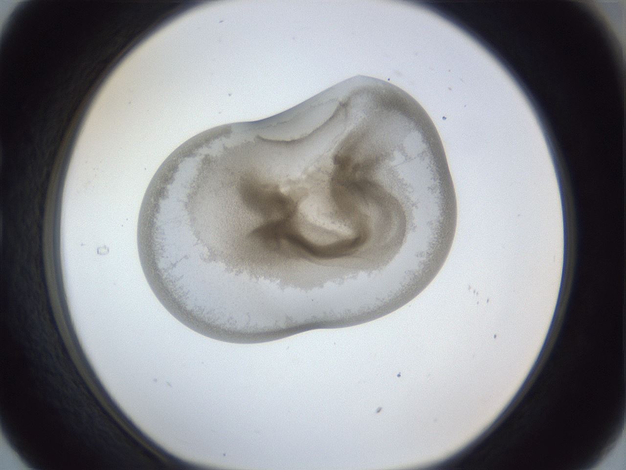 folderID163_plateID1163_batchID3206_wellNum29_profileID1_d1_r62679_ef.jpg