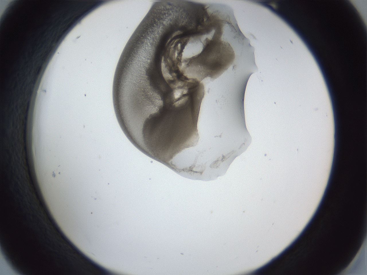 folderID163_plateID1163_batchID3206_wellNum18_profileID1_d2_r62658_ef.jpg