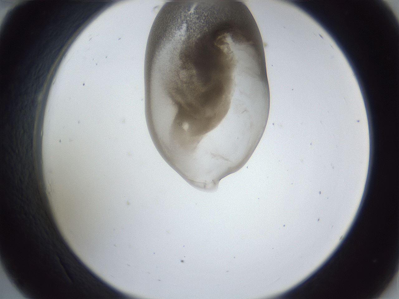 folderID163_plateID1163_batchID3206_wellNum34_profileID1_d2_r62690_ef.jpg