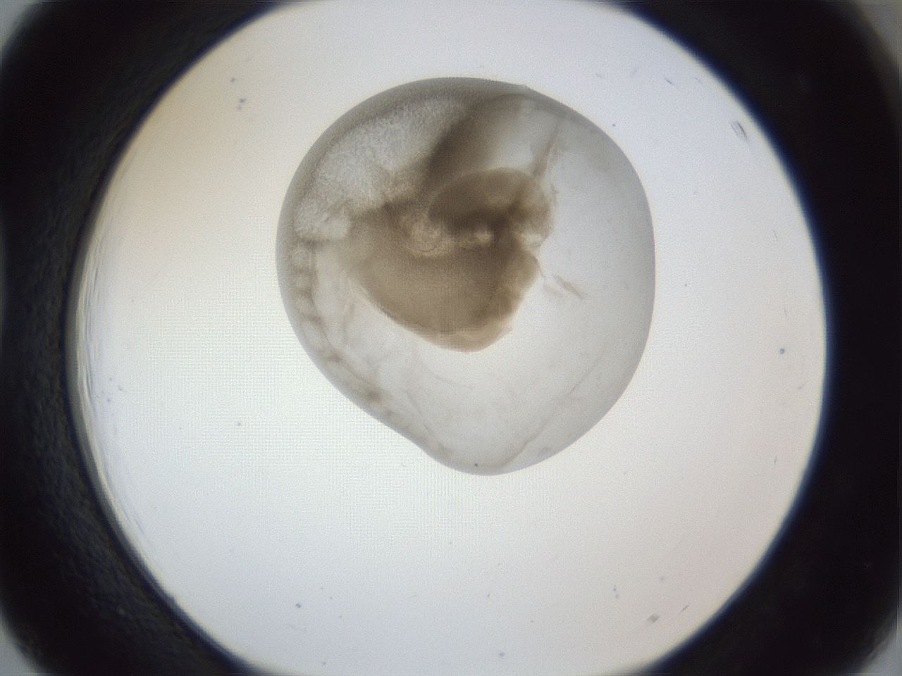 folderID163_plateID1163_batchID3206_wellNum39_profileID1_d1_r62699_ef.jpg