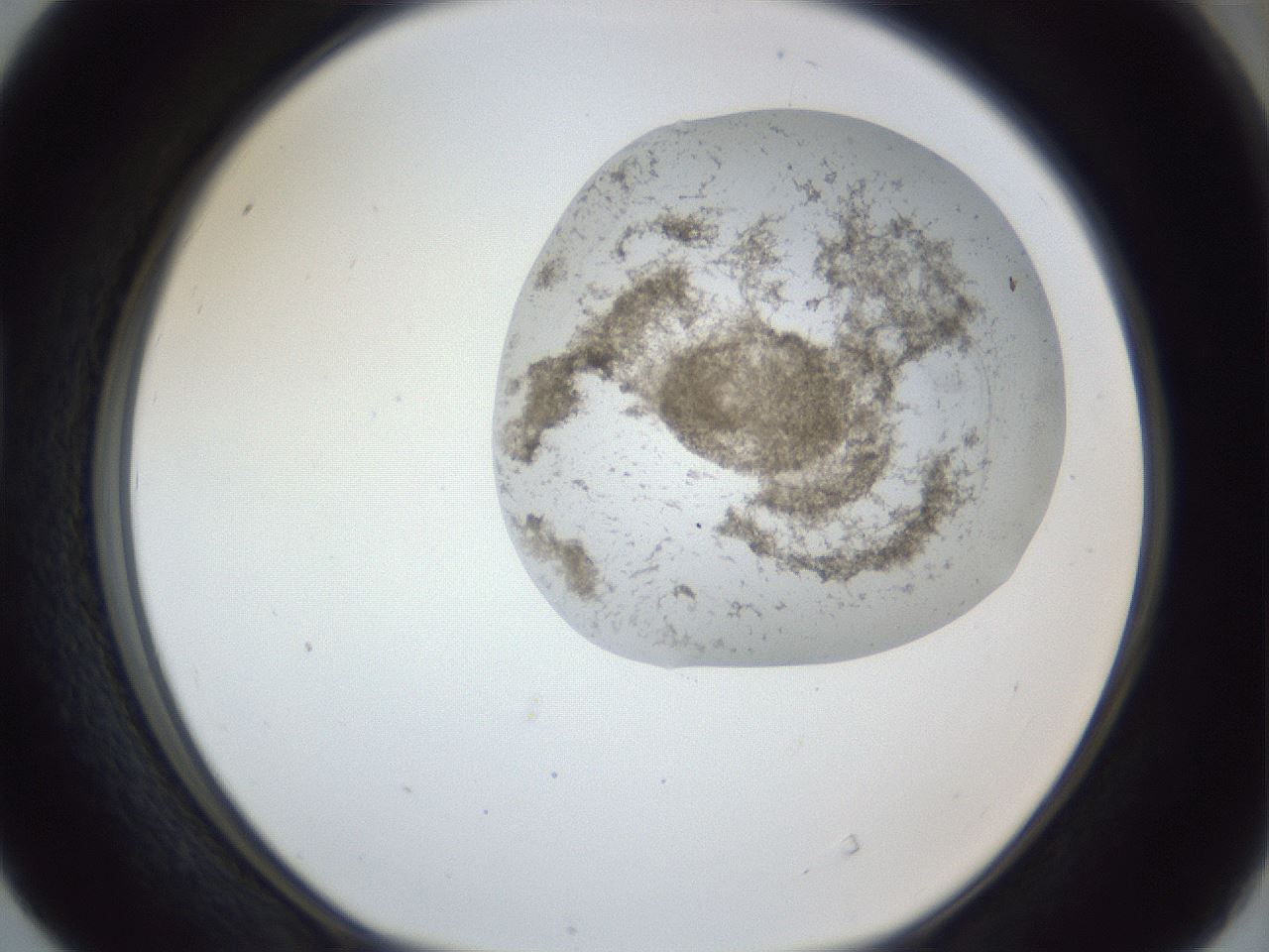 folderID163_plateID1163_batchID3206_wellNum40_profileID1_d1_r62701_ef.jpg