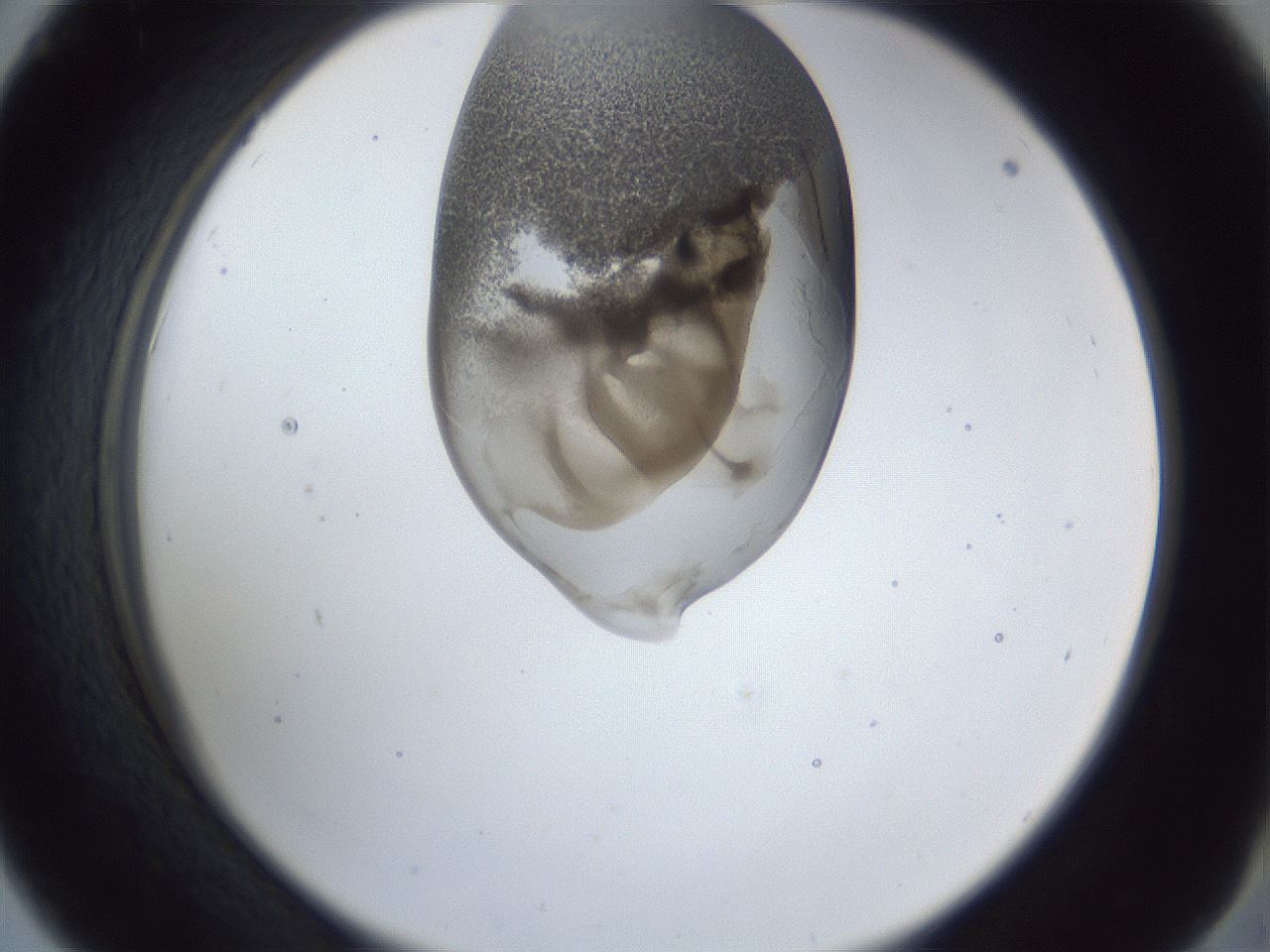 folderID163_plateID1163_batchID3206_wellNum42_profileID1_d2_r62706_ef.jpg