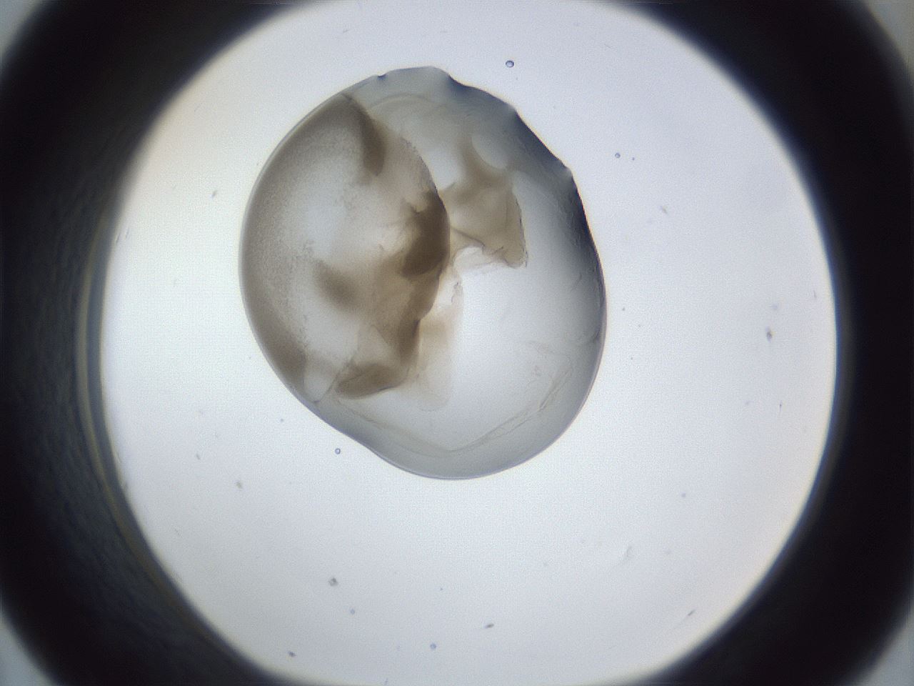 folderID163_plateID1163_batchID3206_wellNum43_profileID1_d1_r62707_ef.jpg