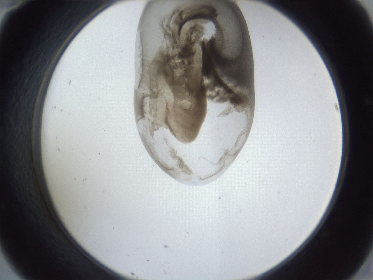 folderID163_plateID1163_batchID3206_wellNum46_profileID1_d2_r62714_ef.jpg