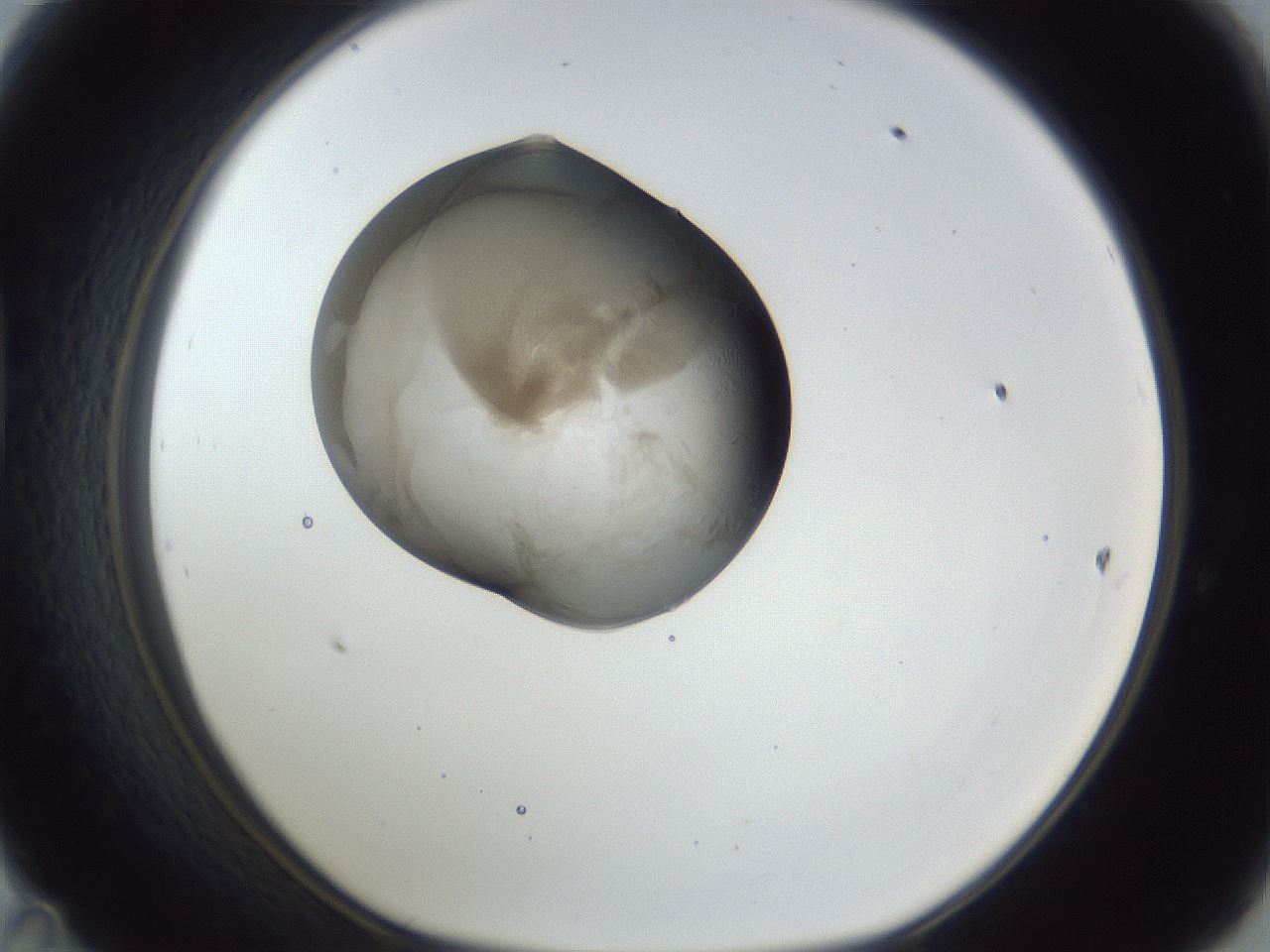 folderID163_plateID1163_batchID3206_wellNum47_profileID1_d1_r62715_ef.jpg
