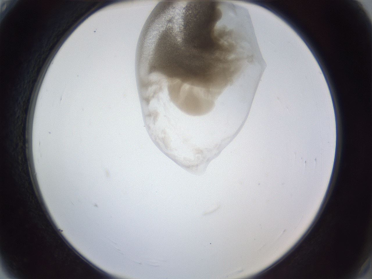 folderID163_plateID1163_batchID3206_wellNum4_profileID1_d2_r62630_ef.jpg