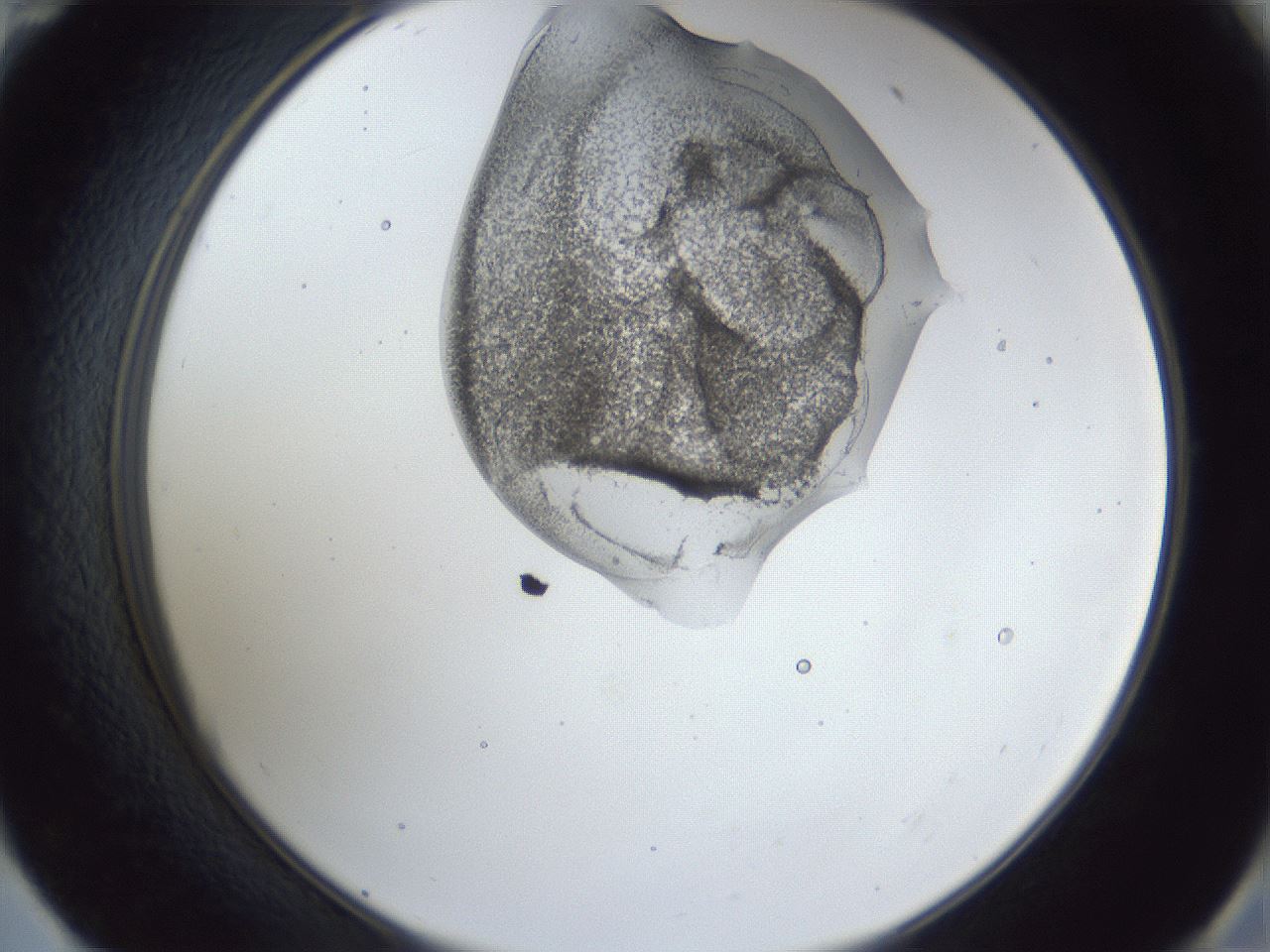folderID163_plateID1163_batchID3206_wellNum59_profileID1_d2_r62740_ef.jpg