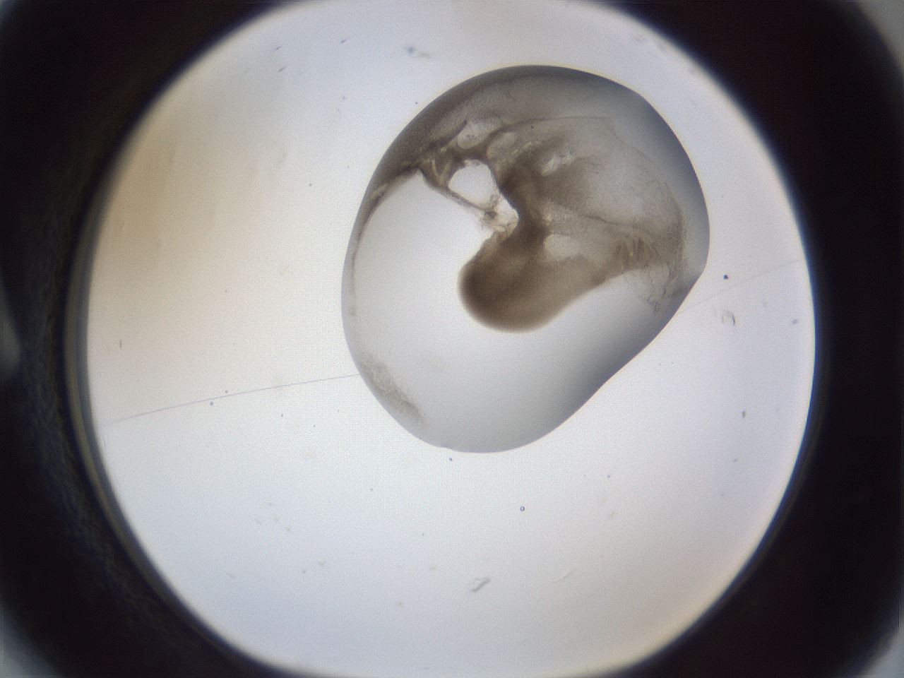 folderID163_plateID1163_batchID3206_wellNum6_profileID1_d1_r62633_ef.jpg