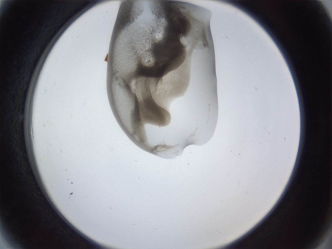folderID163_plateID1163_batchID3206_wellNum6_profileID1_d2_r62634_ef.jpg