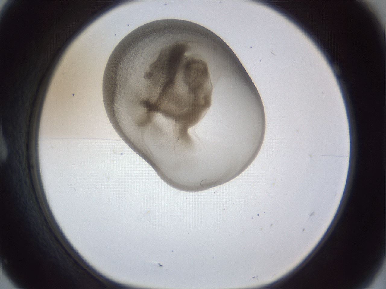 folderID163_plateID1163_batchID3206_wellNum7_profileID1_d1_r62635_ef.jpg