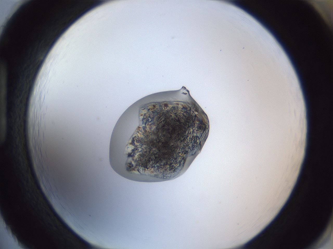 folderID163_plateID1163_batchID3206_wellNum86_profileID1_d1_r62793_ef.jpg