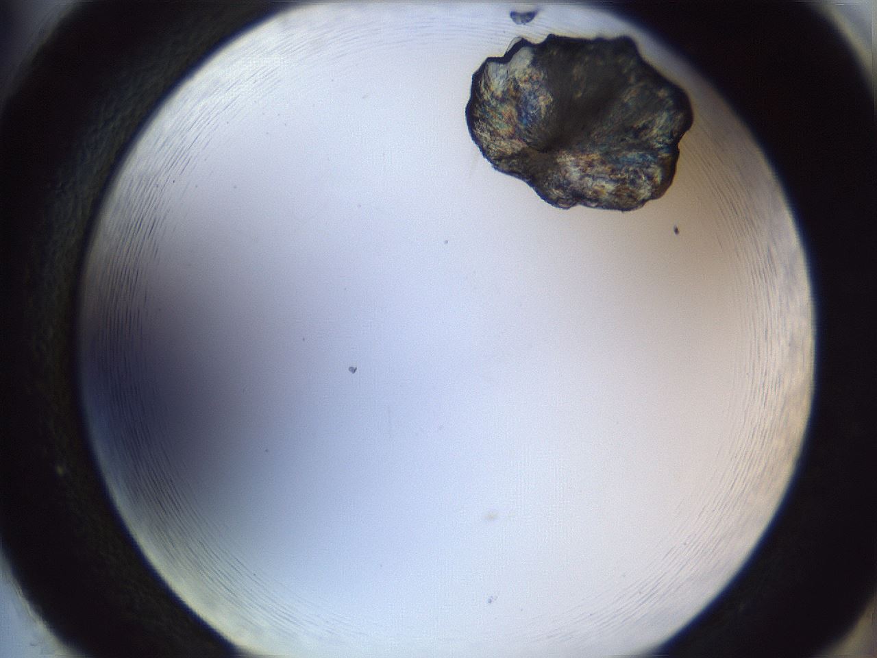 folderID163_plateID1163_batchID3206_wellNum86_profileID1_d2_r62794_ef.jpg