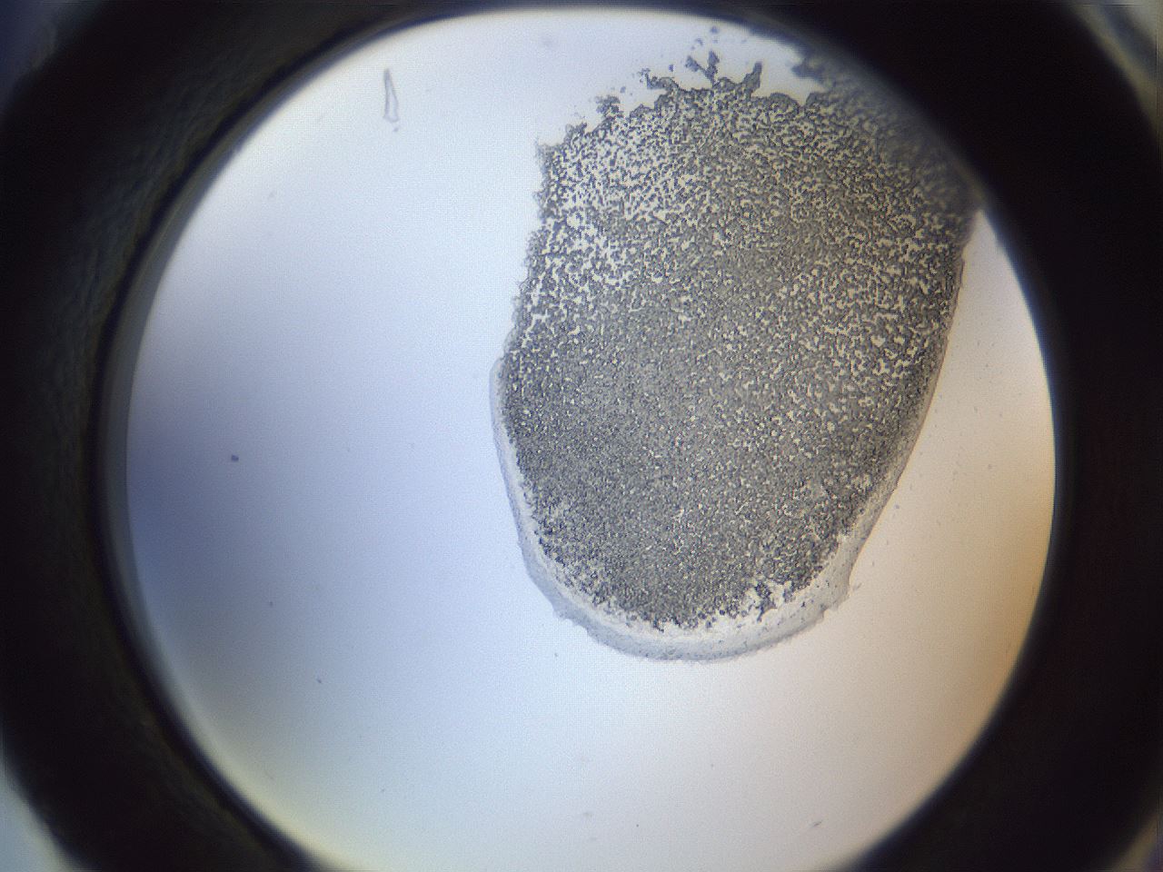 folderID163_plateID1163_batchID3206_wellNum88_profileID1_d2_r62798_ef.jpg