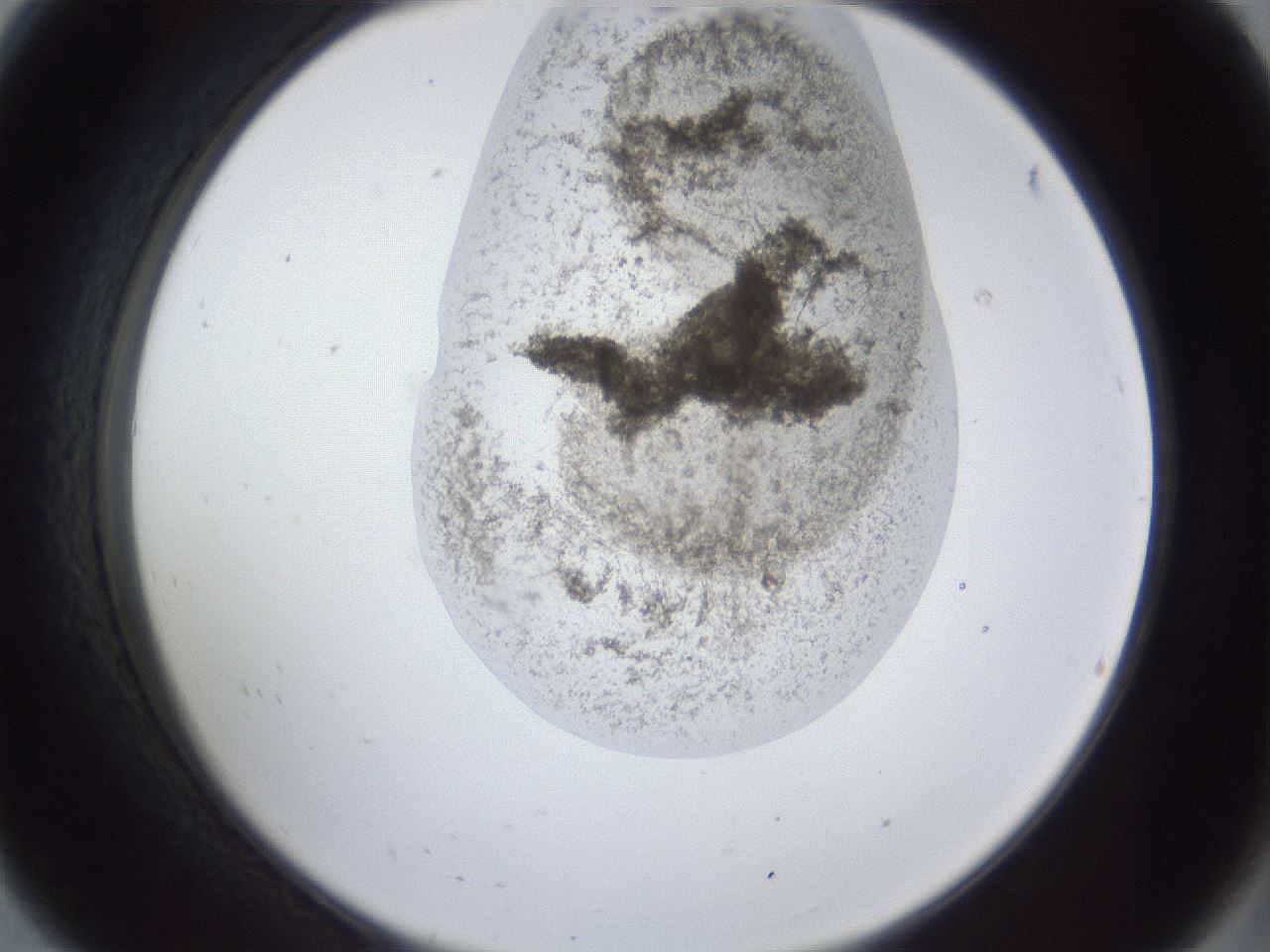 folderID163_plateID1163_batchID3206_wellNum8_profileID1_d2_r62638_ef.jpg