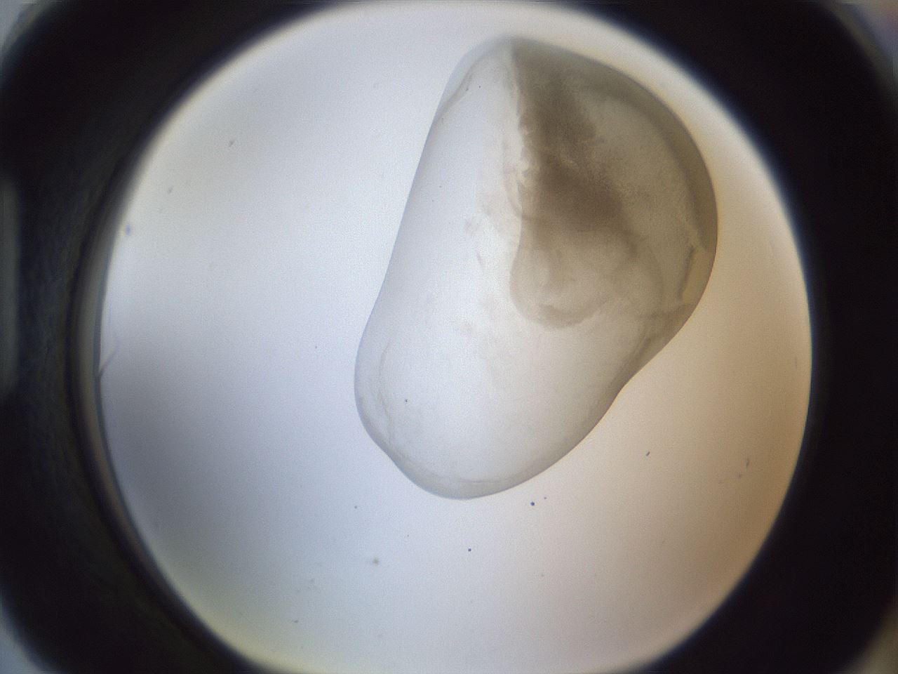 folderID163_plateID1163_batchID3206_wellNum90_profileID1_d1_r62801_ef.jpg