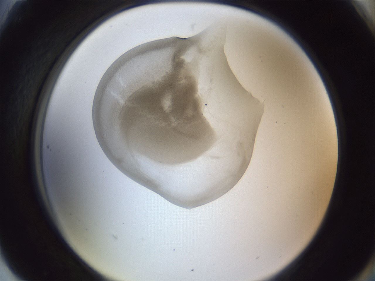 folderID163_plateID1163_batchID3206_wellNum90_profileID1_d2_r62802_ef.jpg