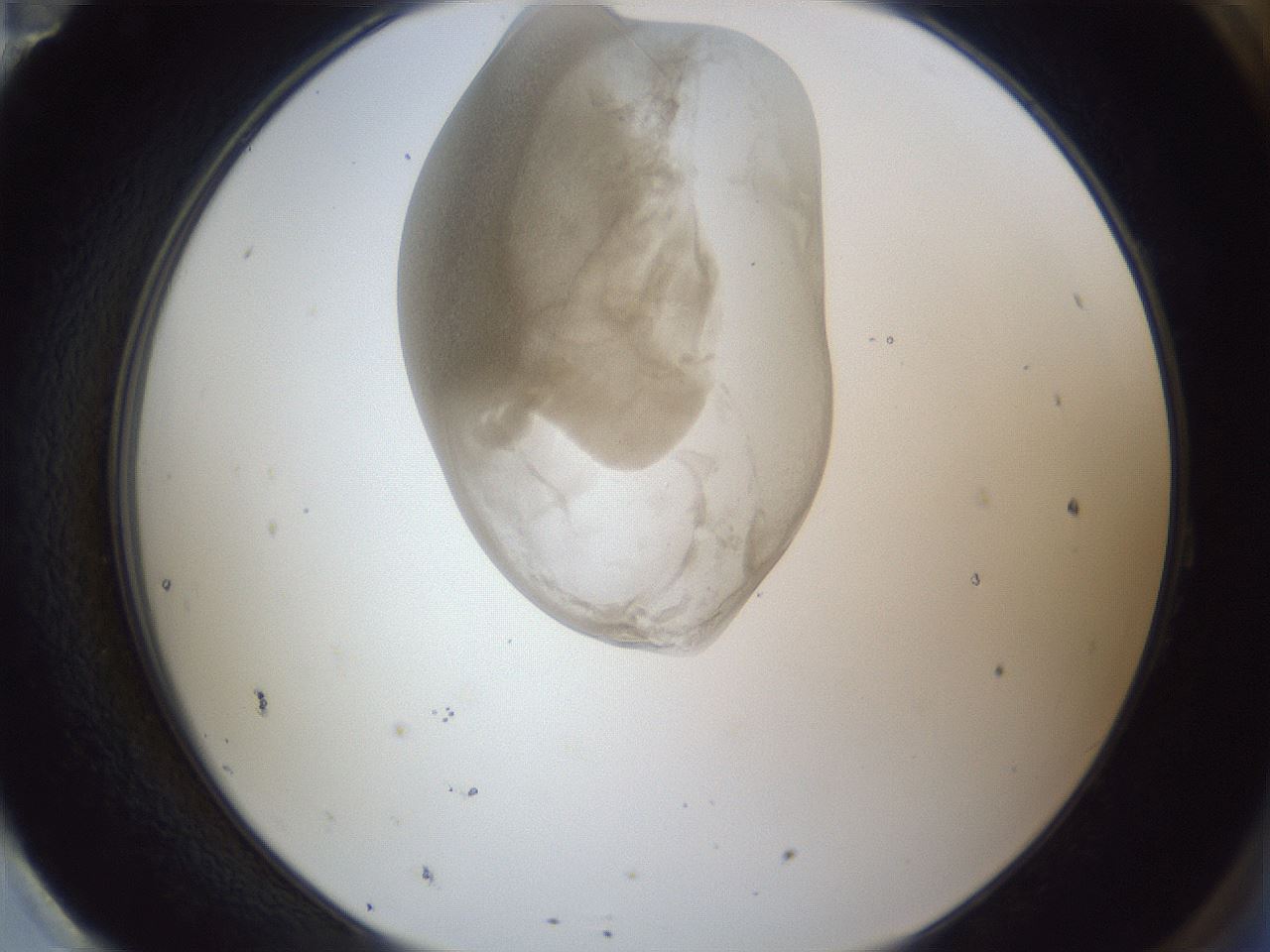 folderID163_plateID1163_batchID3206_wellNum95_profileID1_d2_r62812_ef.jpg