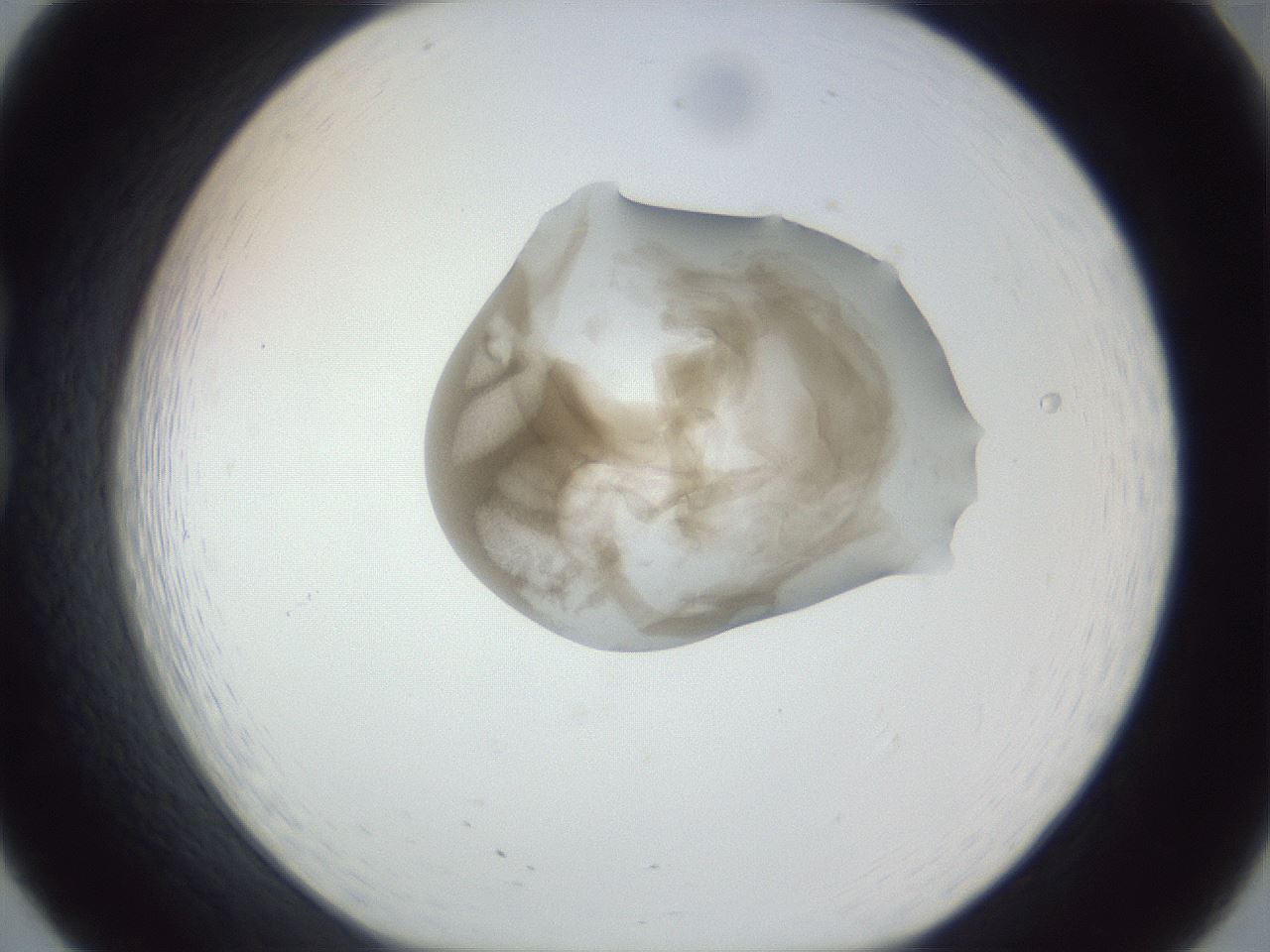 folderID164_plateID1164_batchID3211_wellNum20_profileID1_d1_r63813_ef.jpg