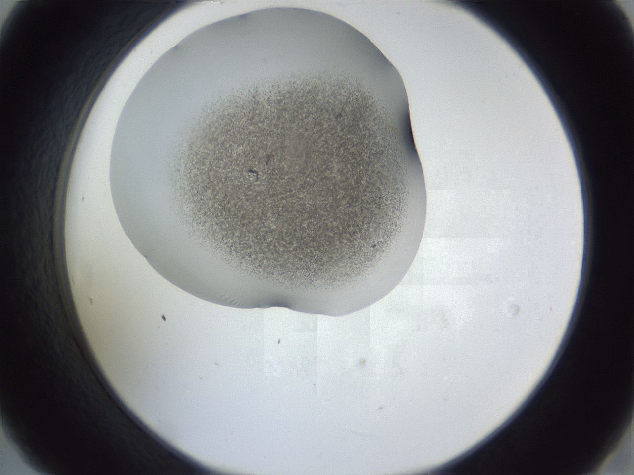 folderID164_plateID1164_batchID3211_wellNum21_profileID1_d2_r63816_ef.jpg