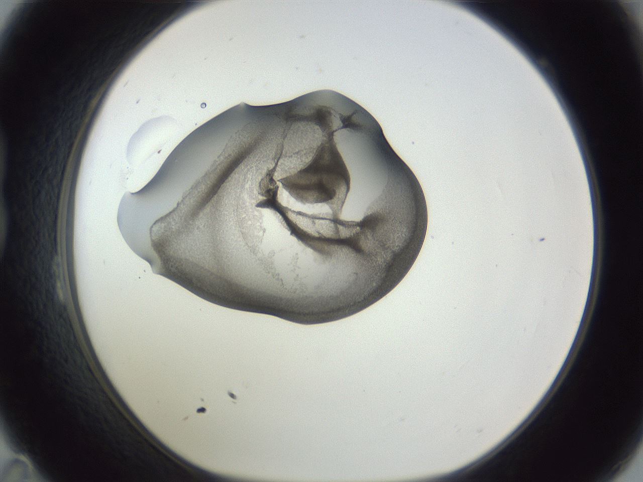 folderID164_plateID1164_batchID3211_wellNum23_profileID1_d1_r63819_ef.jpg