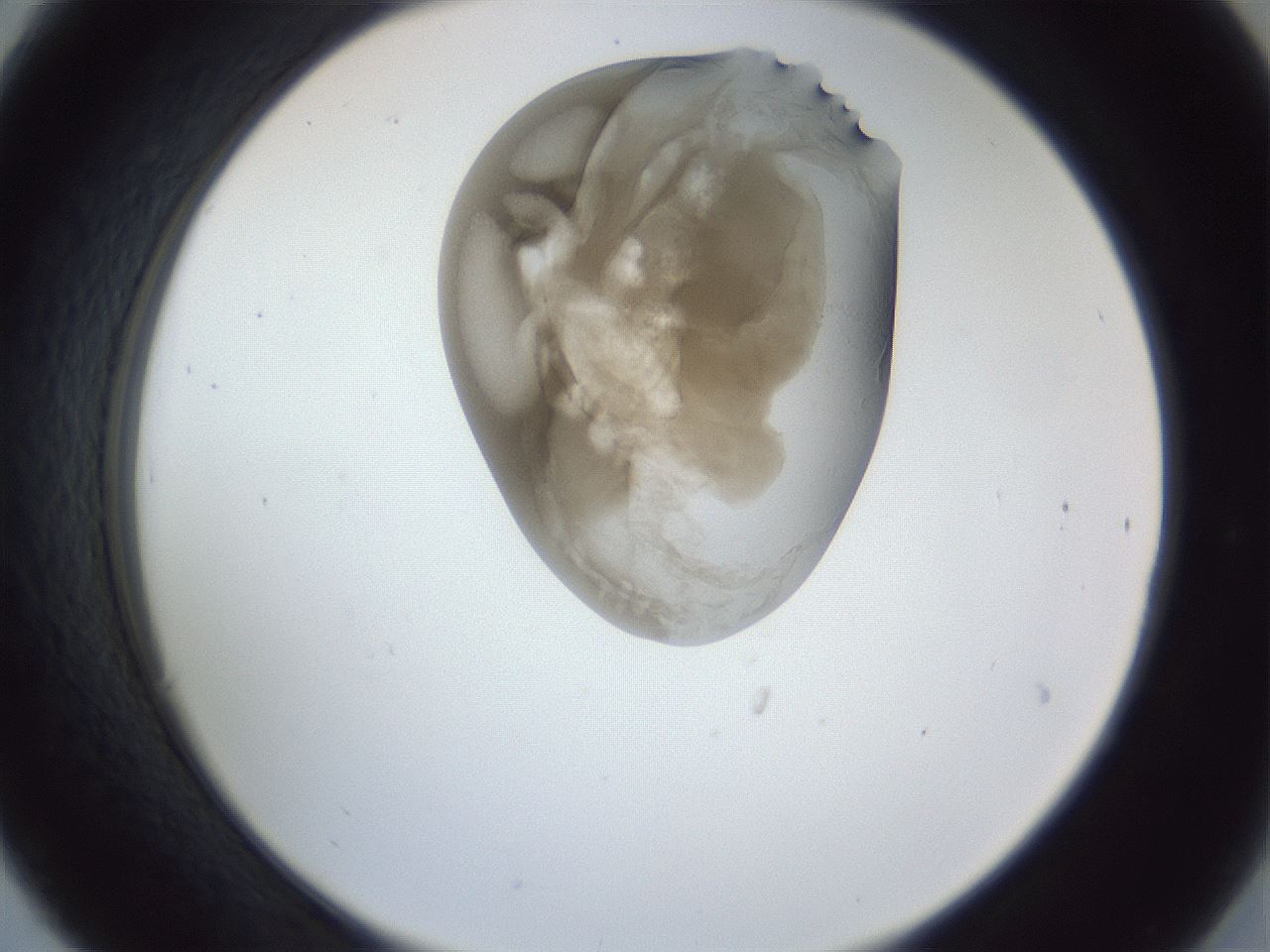 folderID164_plateID1164_batchID3211_wellNum30_profileID1_d2_r63834_ef.jpg