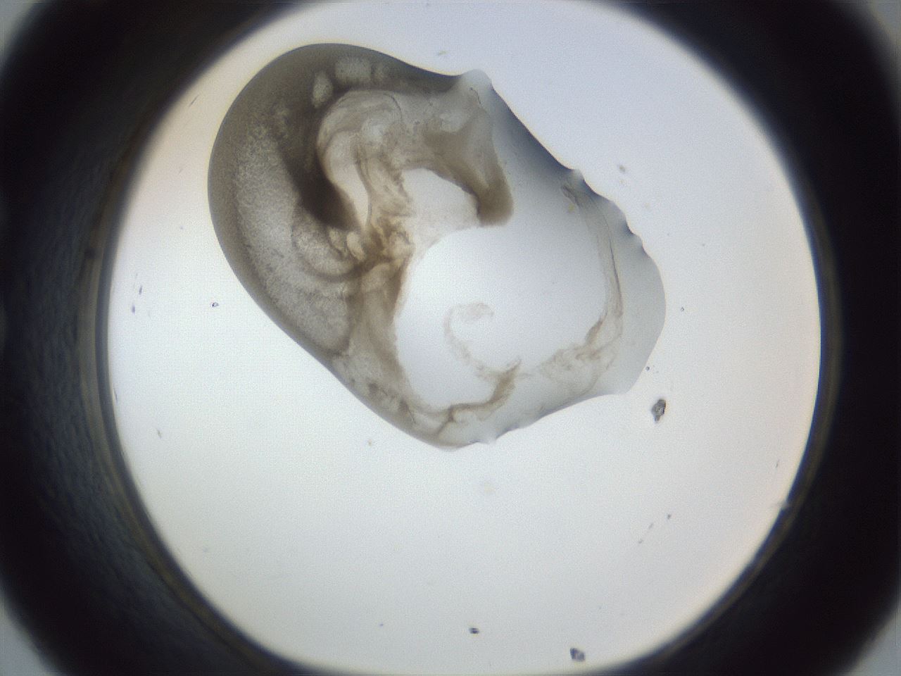 folderID164_plateID1164_batchID3211_wellNum32_profileID1_d1_r63837_ef.jpg