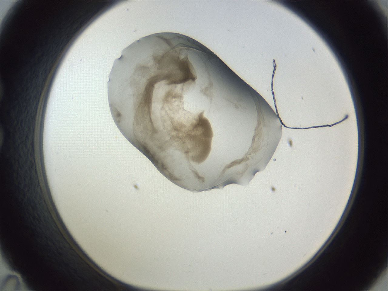folderID164_plateID1164_batchID3211_wellNum35_profileID1_d1_r63843_ef.jpg