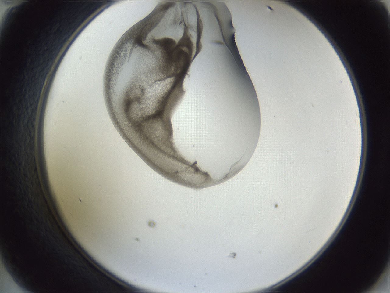 folderID164_plateID1164_batchID3211_wellNum47_profileID1_d2_r63868_ef.jpg