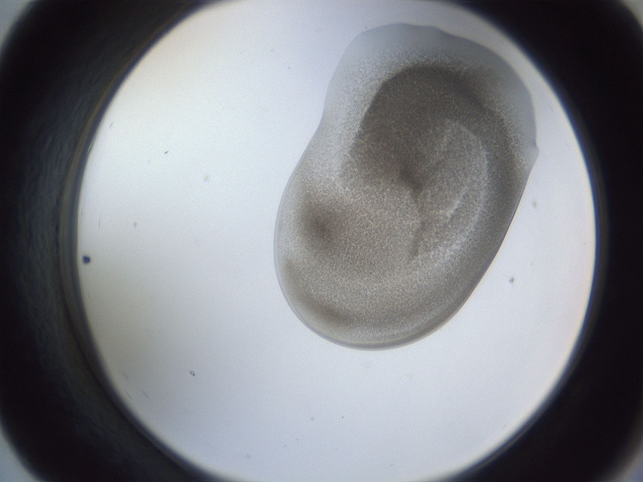 folderID164_plateID1164_batchID3211_wellNum55_profileID1_d2_r63884_ef.jpg