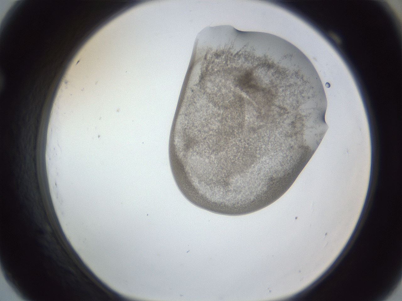 folderID164_plateID1164_batchID3211_wellNum69_profileID1_d1_r63911_ef.jpg
